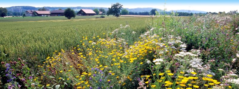 Biodiversitaet-Landwirtschaft-verstehen-foerdern